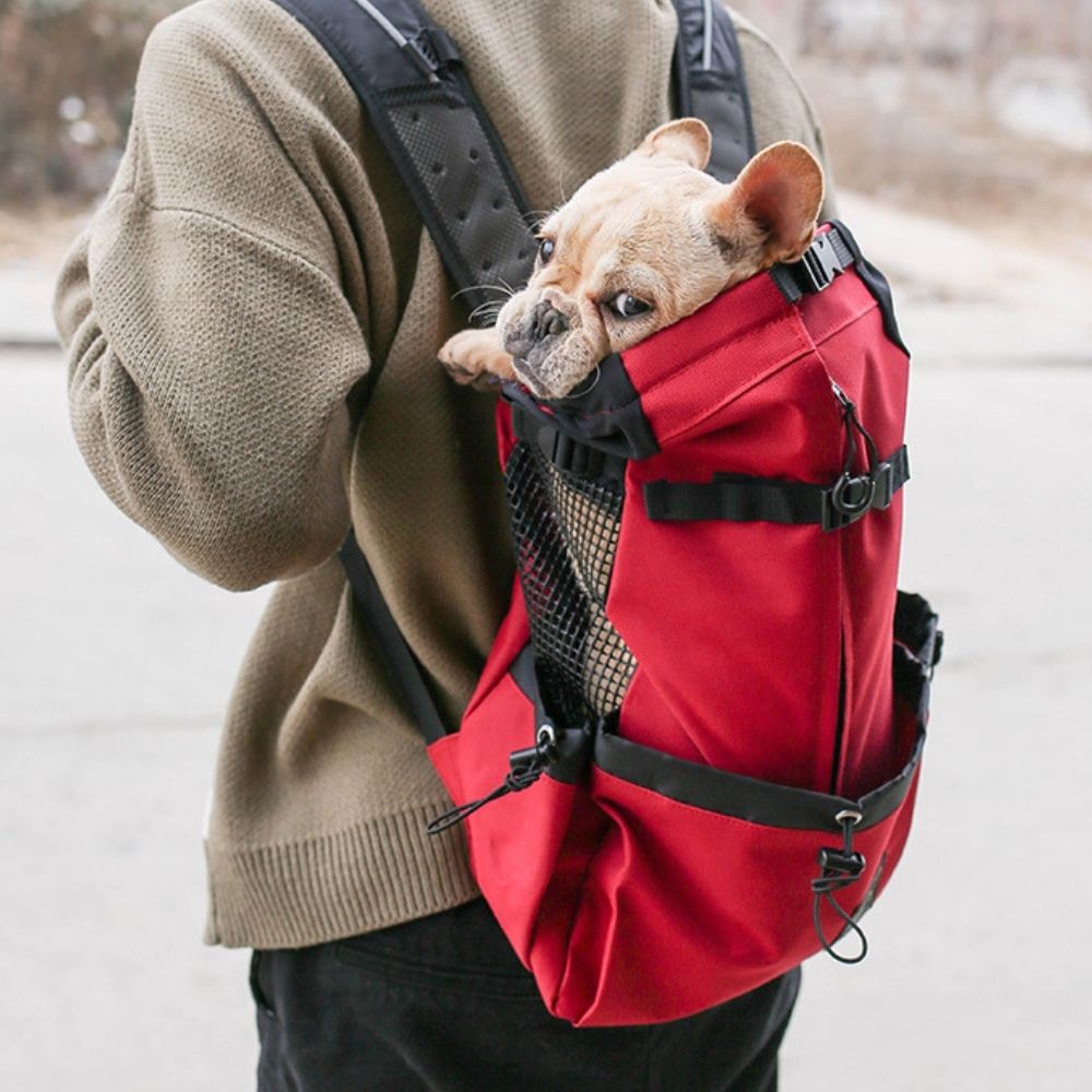 Small dog riding in red adventure pet backpack – side street view