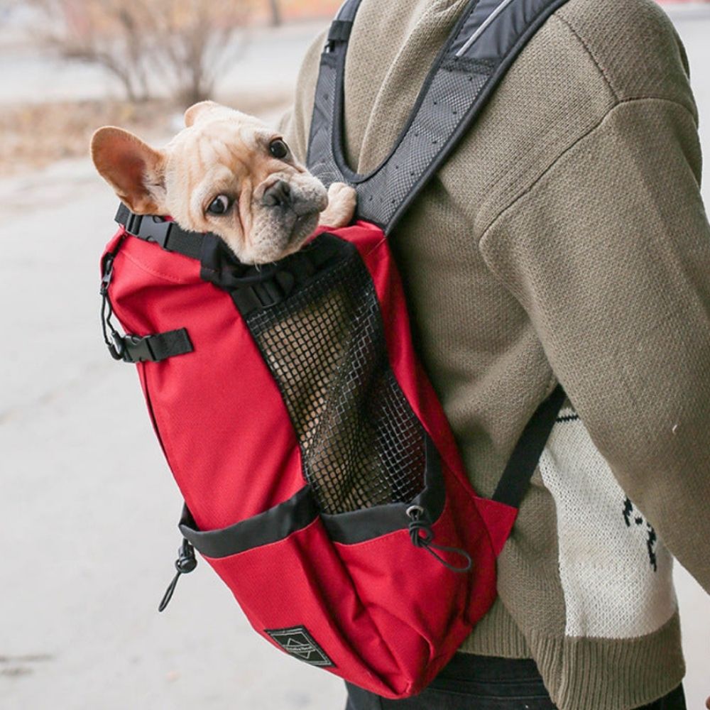 Small dog riding in red adventure pet backpack – side street view